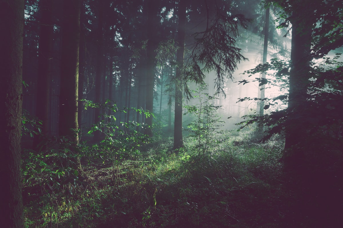 Foresta Sospesa